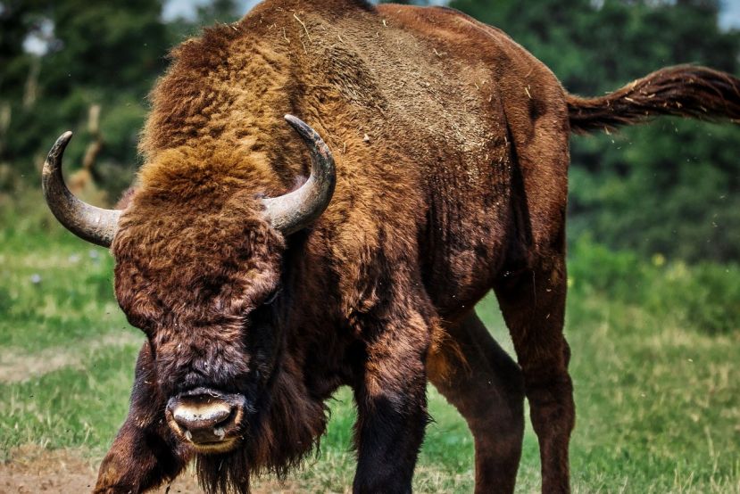 Stier verletzt drei Personen schwer