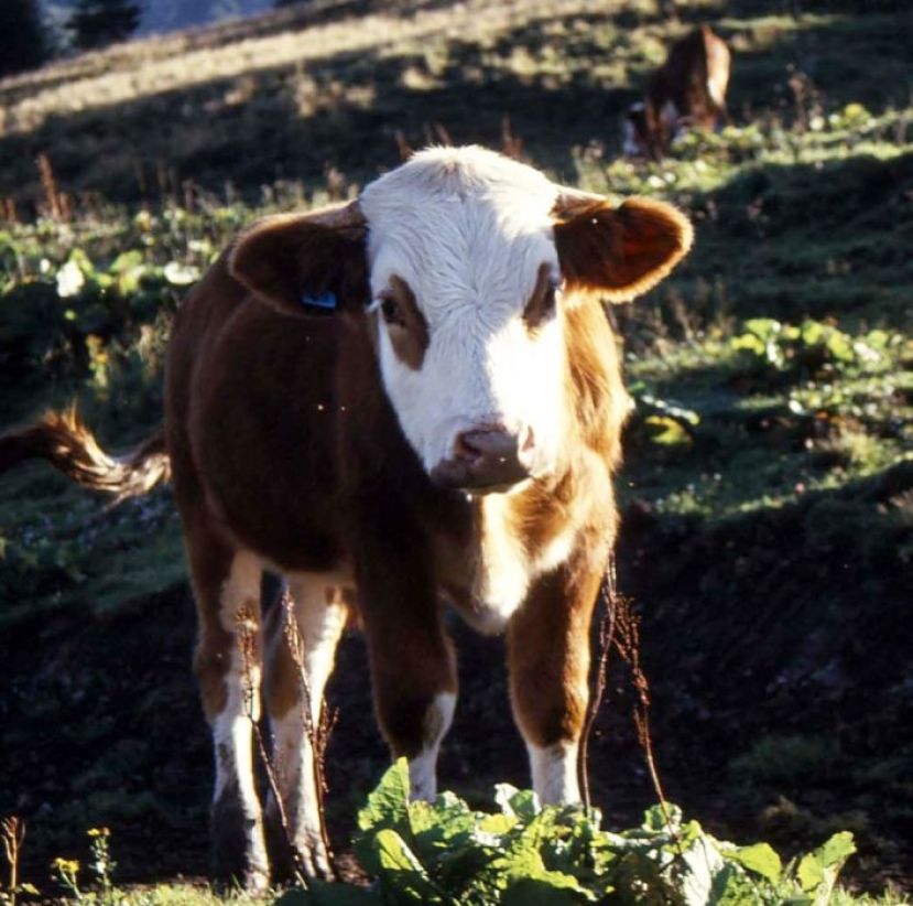 Tierisches Duell in Birnberg